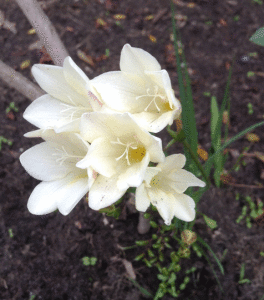 It's been freezing here in Melbourne, and we've been inside working on the book. But while we were writing ... look, our first freesia for the year.